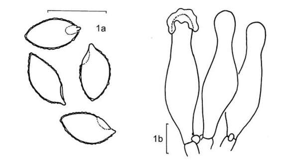 Image of Galerina