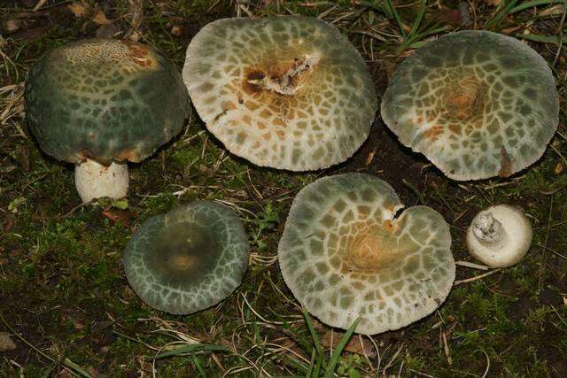 Image of Russula parvovirescens Buyck, D. Mitch. & Parrent 2006