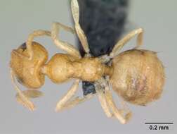 Image of Little yellow ant