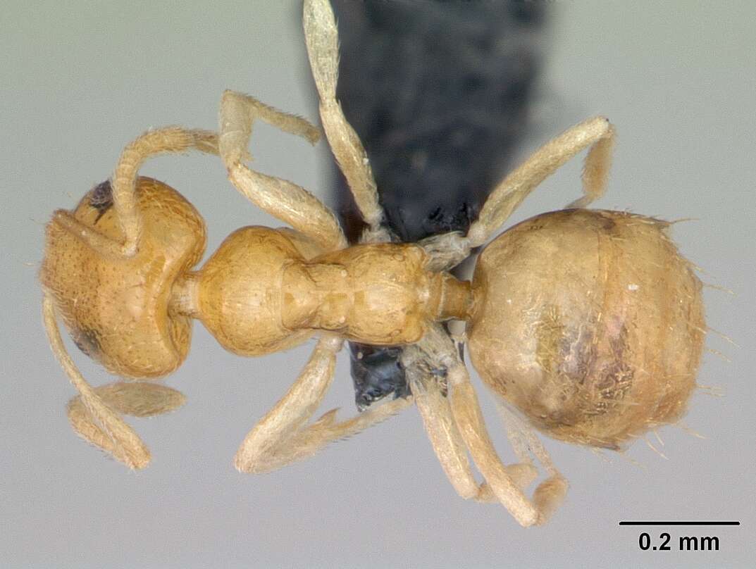 Image of Little yellow ant