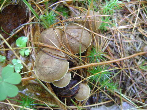 Image of Inocybe