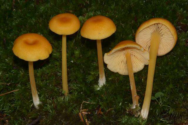 Image of Entoloma unicolor (Peck) Hesler 1967