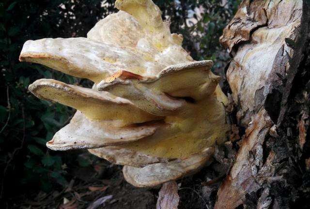 Image of Laetiporus