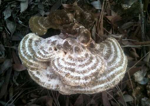 Image of Laetiporus