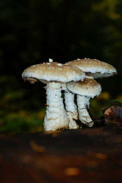 Plancia ëd Hemipholiota