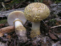 Image of Yellow spotted amanita