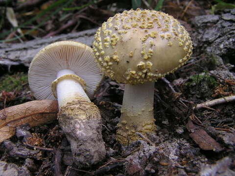 Image of Amanita franchetii (Boud.) Fayod 1889