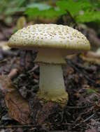Image of Yellow spotted amanita