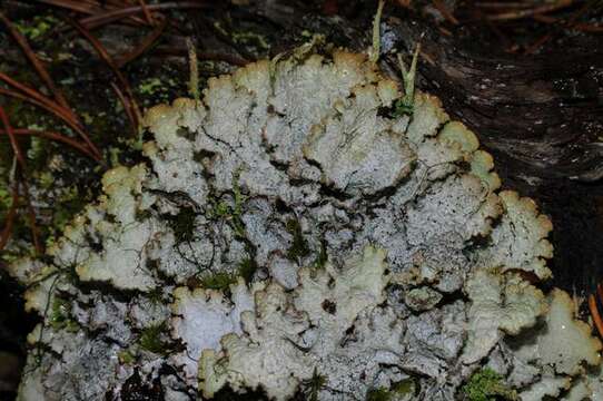 Image of ragged lichen