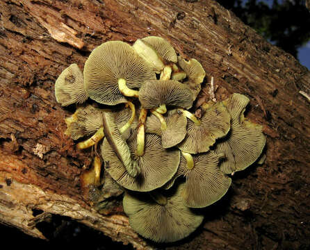 Image of Hypholoma