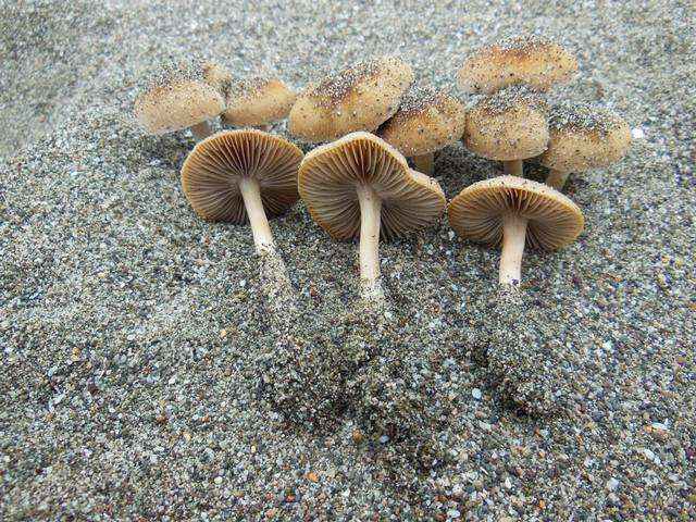 Image de Psathyrella