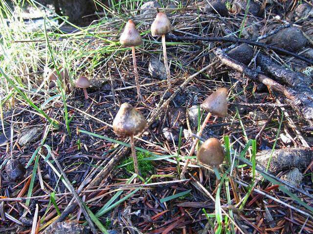 Plancia ëd Psilocybe semilanceata (Fr.) P. Kumm. 1871