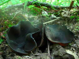 Image of cup fungi