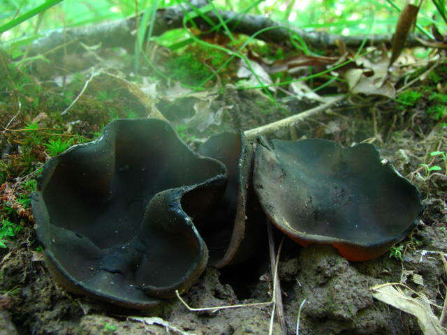 Image of cup fungi