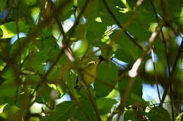 Image de Paruline à ailes bleues