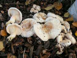 Image of Milk Cap Mushrooms