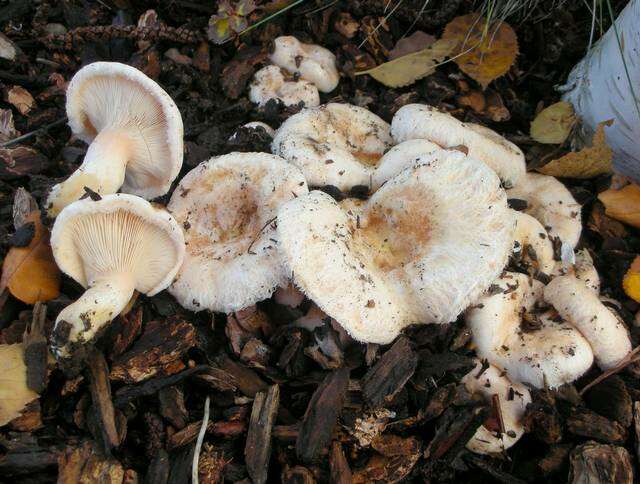 Image of Milk Cap Mushrooms