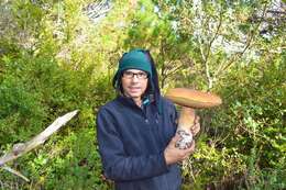 Image of Boletus