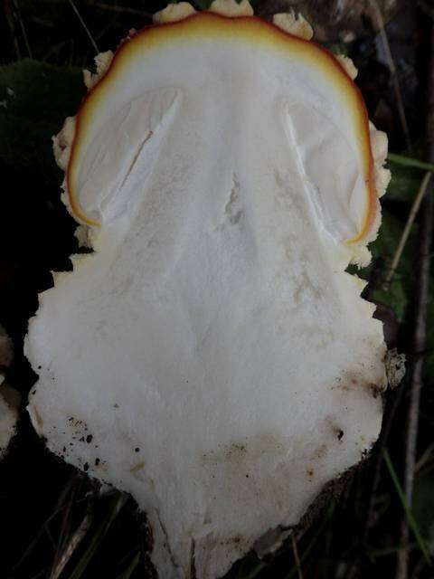 Image of Amanitaceae