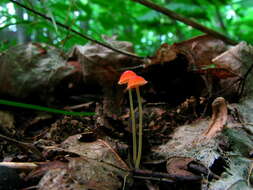 Image of Mycena acicula (Schaeff.) P. Kumm. 1871