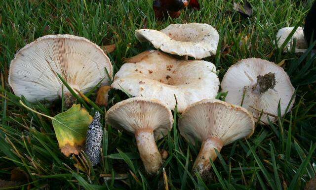 Image of Milk Cap Mushrooms