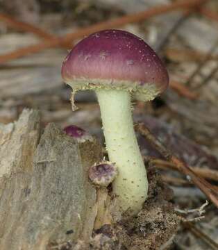 Image de Pholiota polychroa (Berk.) A. H. Sm. & H. J. Brodie 1935