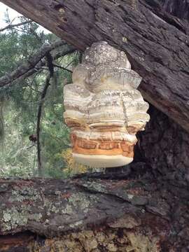 Image of Fomitopsis