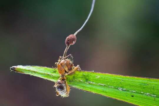 Image de <i>Ophiocordyceps albacongiuae</i>