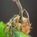 Image de <i>Ophiocordyceps albacongiuae</i>