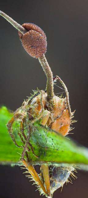 Image of <i>Ophiocordyceps albacongiuae</i>
