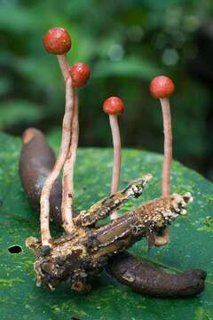 Image of Ophiocordyceps amazonica (Henn.) G. H. Sung, J. M. Sung, Hywel-Jones & Spatafora 2007