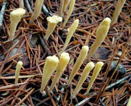 Image of Clavariadelphaceae