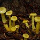 Image of Hygrocybe chromolimonea (G. Stev.) T. W. May & A. E. Wood 1995