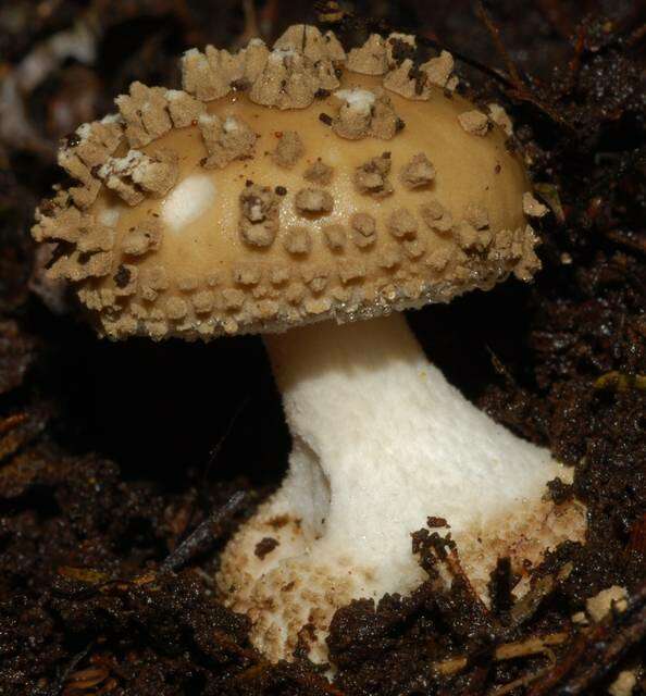 صورة Amanita australis G. Stev. 1962