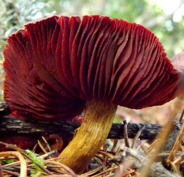 Image of Cortinarius smithii Ammirati, Niskanen & Liimat. 2013