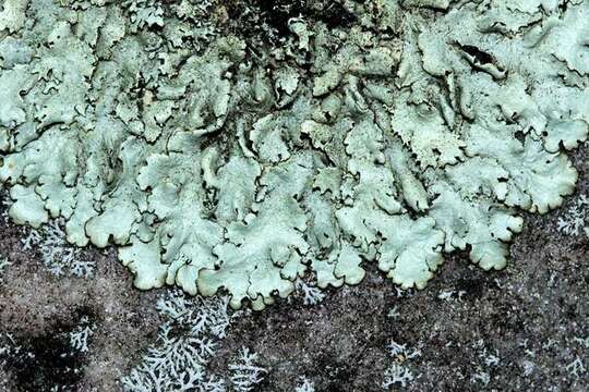 Image of xanthoparmelia lichen