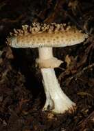 صورة Amanita australis G. Stev. 1962