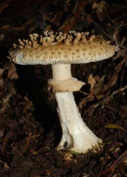 Image de Amanita australis G. Stev. 1962