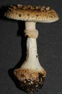 صورة Amanita australis G. Stev. 1962