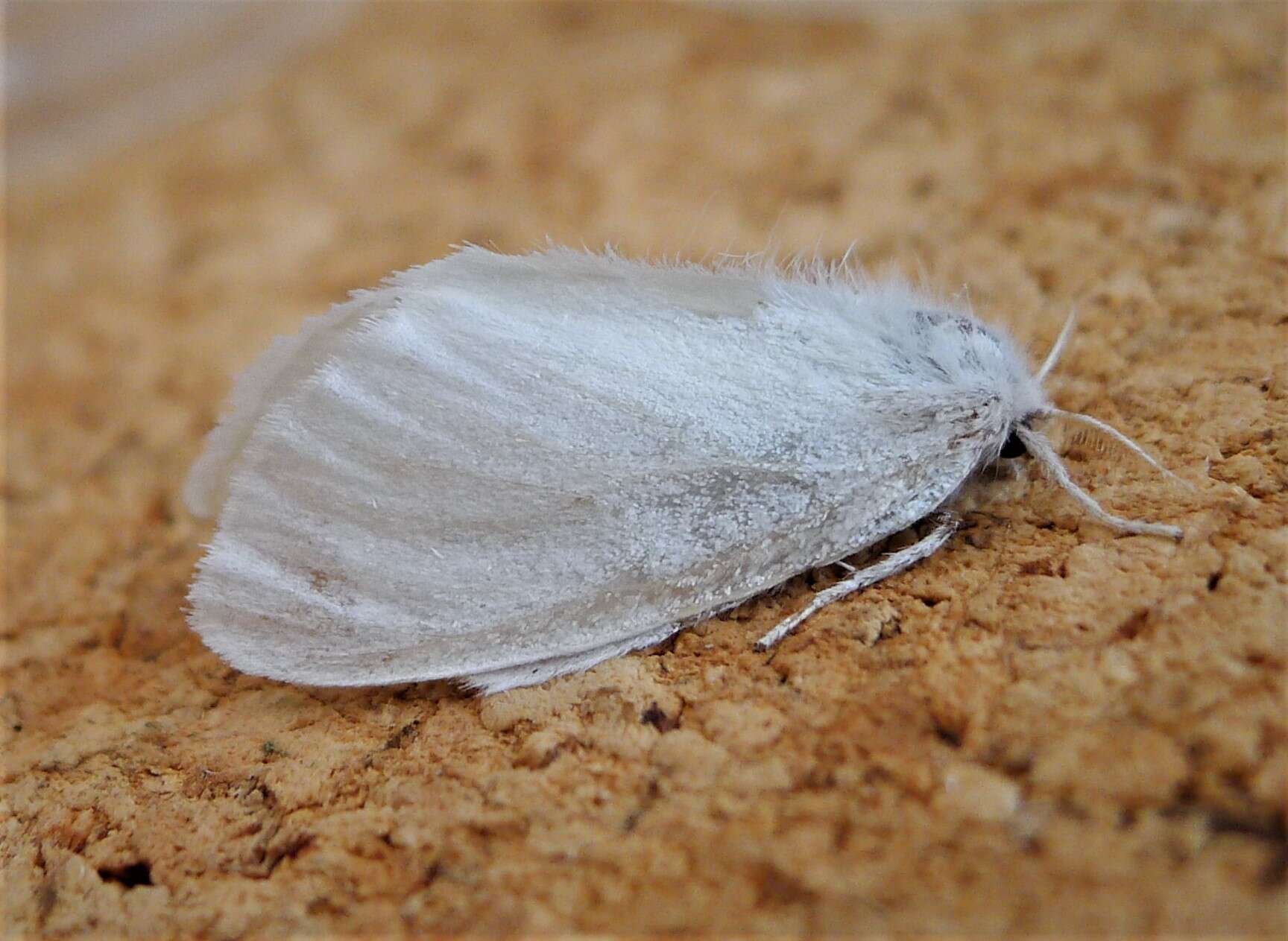 Image of White Satin Moth