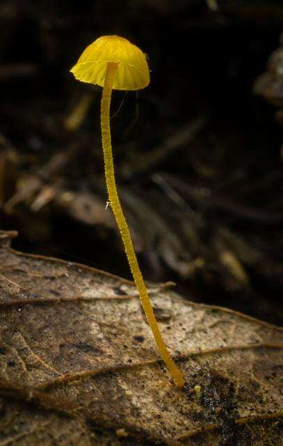 Mycena oregonensis A. H. Sm. 1936的圖片