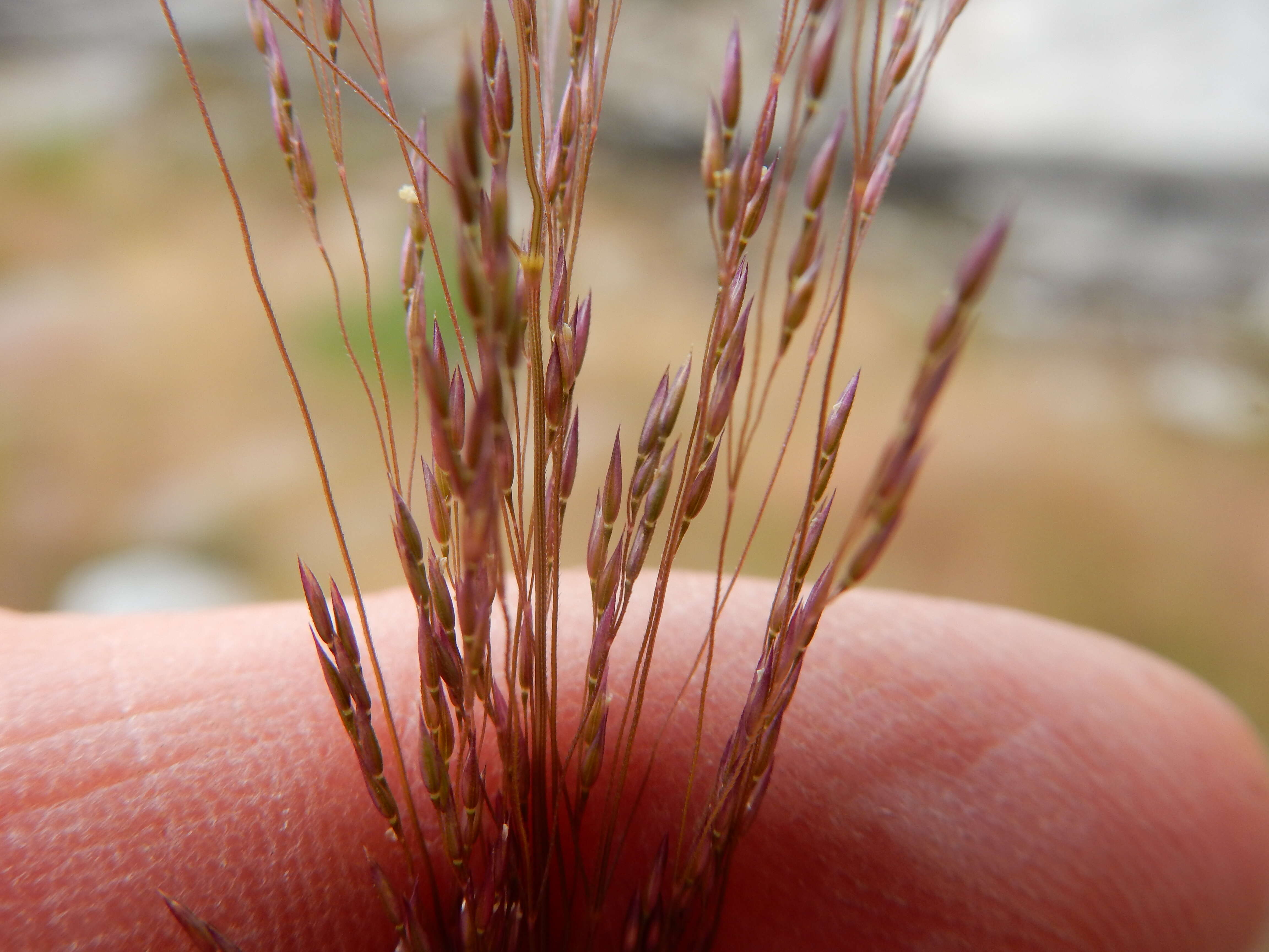 Image of rough bentgrass