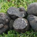 Image of smooth black truffle