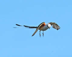 Image of Scissor-tailed Flycatcher