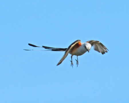 Image of Scissor-tailed Flycatcher