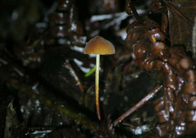 Image of Marasmius