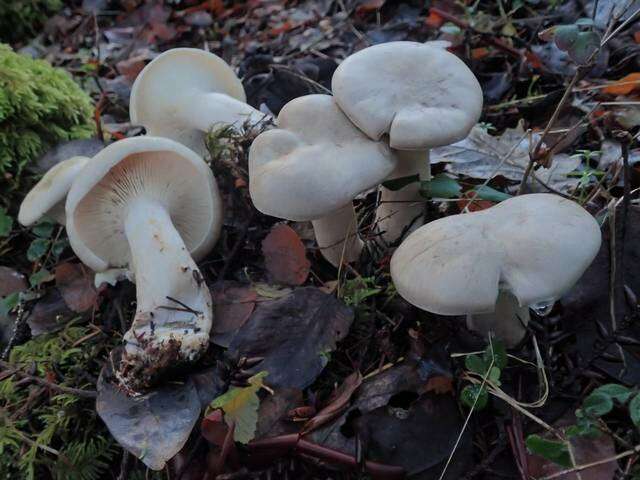 Image de Clitocybe