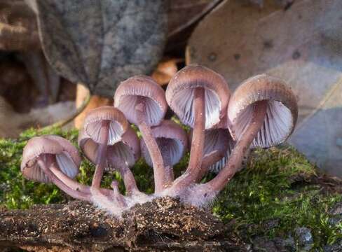 Image of Mycena