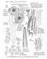 Image of Tricholoma griseoviolaceum Shanks 1996