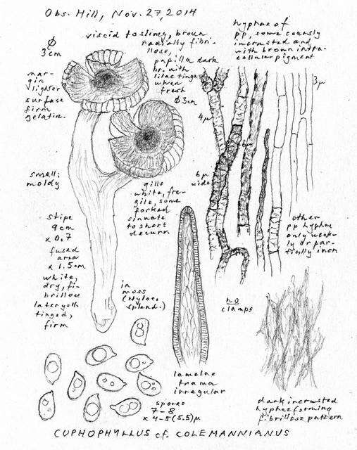 Image of Tricholoma griseoviolaceum Shanks 1996